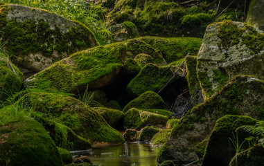 Color Skrivan creek in Krusne mountains in summer nice sunny day
