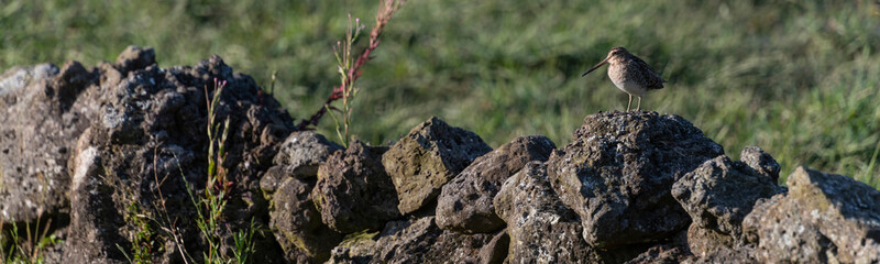 Unusual behaviour of the mainly shy woodcock (Scolopax rusticola) on the lookout on a lava rock wall at the island of Terceira in the Azores.