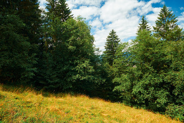Fototapeta na wymiar Beautiful summer landscape - spruces on hills, cloudy sky at bright sunny day. Carpathian mountains. Ukraine. Europe. Travel background.