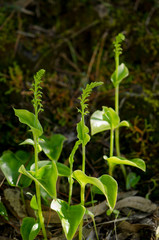 Gennaria diphylla, Two-leaved, Two leaved Gennaria orchid, Andalusia, Spain