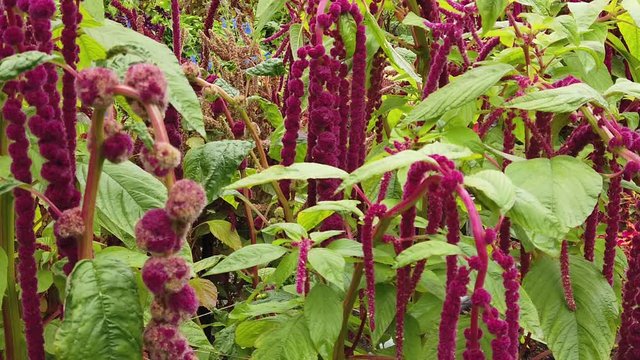 Amaranthus caudatus, also known as love lies bleeding, pendant amaranth, tassel flower, velvet flower, oxtail amaranth, and quilete.