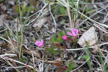 Small Pink Wildflower 