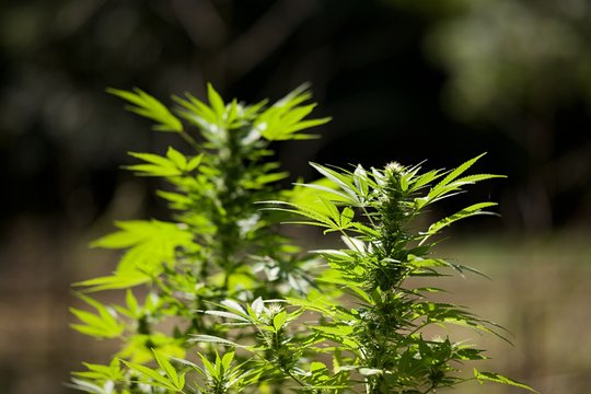 Cannabis