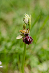 Early Spider-orchid, Ophrys sphegodes, Ophrys incubacea, Pyrenees, Spain.