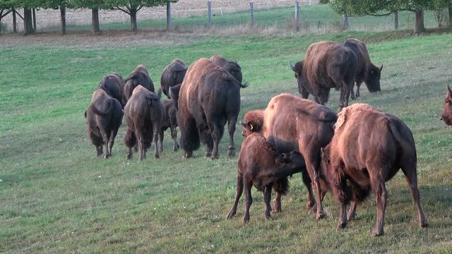 Bisonherde auf der Weide, Kalb beim s&auml;ugen, Freilandhaltung, artgerecht, Bos bison, 