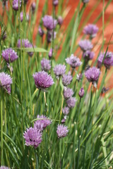 Purple Chive Flowers