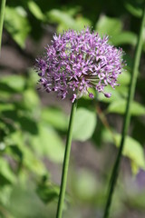 Fototapeta premium Allium Flowering 