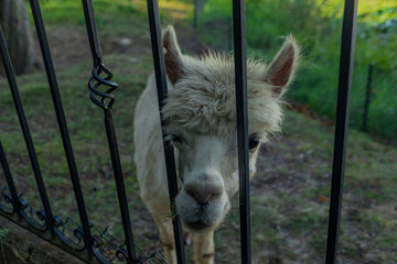 White llama in park of castle in west Bohemia in summer morning