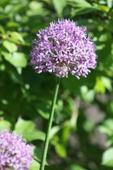 Obraz premium Allium 
