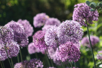 Obraz premium Allium Flowers 