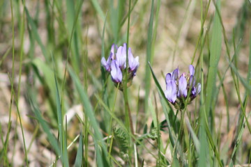 Purple Clover in Grass