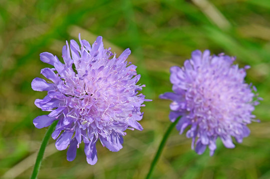 Acker-Witwenblume (Knautia arvensis) - field scabious