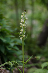 Barton's Orchid, Dactylorhiza insularis, inflorescence, Andalusia, Spain.