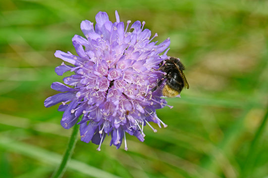 Wildbiene bestäubt eine Acker-Witwenblume (Knautia arvensis) - field scabious