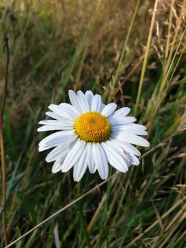 a daisy in Drachten Holland