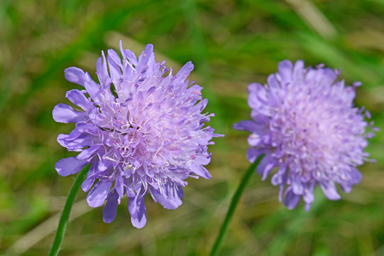 Acker-Witwenblume (Knautia arvensis) - field scabious