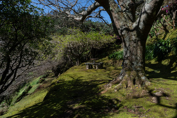 Fototapeta na wymiar nice park with old trees and picnic tables at the Miradouro da Ponta da Madrugada on the eastcoast of Sao Miguel island