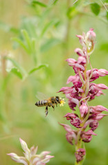 Bug orchid and honey bee with orchid polinio in flight, Anacamptis coriophora, Orchis coriophora ssp fragans, Andalusia, Southern Spain