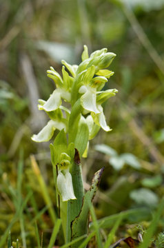 Fan-lipped Orchid - Orchis collina, Anacamptis collina flavescens, white variation, in Andalusia, Southern Spain