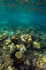 Diving on a coral reef in palawan, Philippines