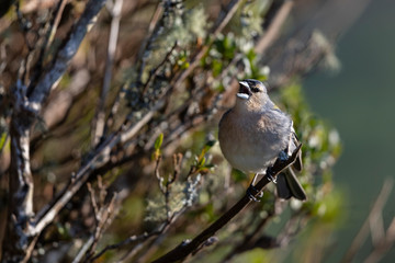 Singing Azorean Chaffinch also called Azores finch (fringilla coelebs moreletti) a subspecies of the common chaffinch (Fringilla coelebs).