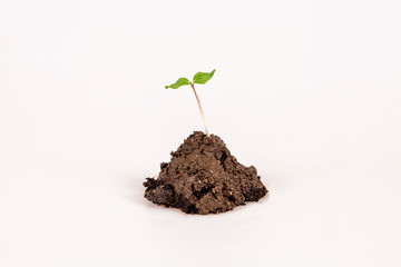 plants on soil at white background, stages of growth