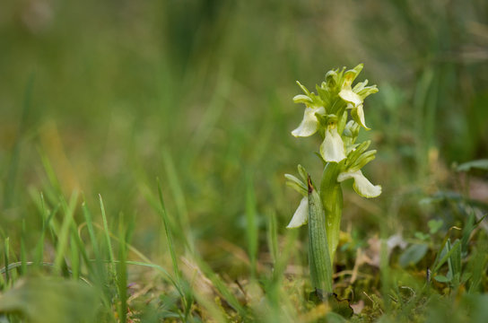 Fan-lipped Orchid - Orchis collina, Anacamptis collina flavescens, white variation, in Andalusia, Southern Spain