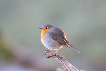robin redbreast sitting on a branch