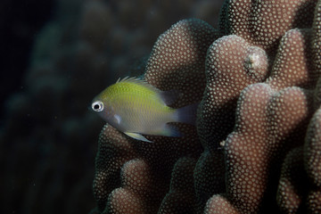 Diving on a coral reef in palawan, Philippines