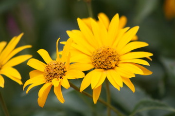 Yellow Daisy