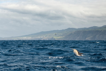 Obraz premium Group of Common dolphins in the waters of the Azores Islands near Sao Miguel Island.