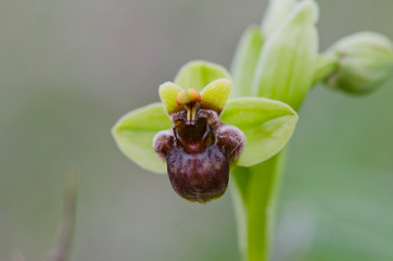 Naklejka na ściany i meble Bumblebee orchid, Ophrys bombyliflora, Andalusia, Spain