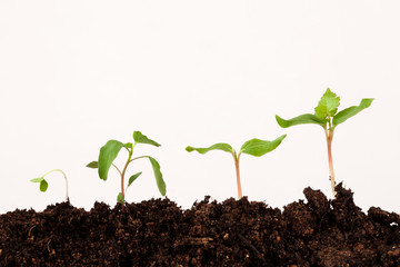 plants on soil at white background, stages of growth
