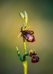 Mirror orchid, Ophrys speculum, Andalusia, Southern Spain.