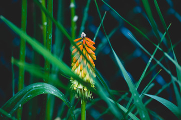 Orange Flower
