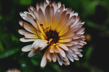 Calendula