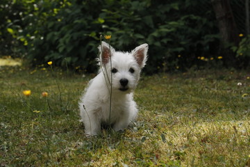 Obraz premium West Highland White Terrier Welpe im Gras