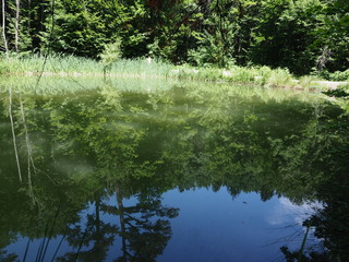 Water reflection of tree. Water reflection of blue sky and plant on the river