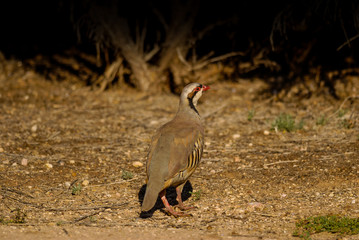 Chukar seeking Shelter in Dark Shadow of Underbrush in Kodachrome Basin State Park Utah