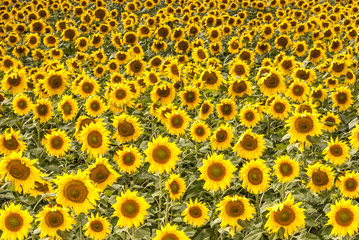Campo de girasoles