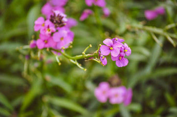 Obraz premium Pink Flowers