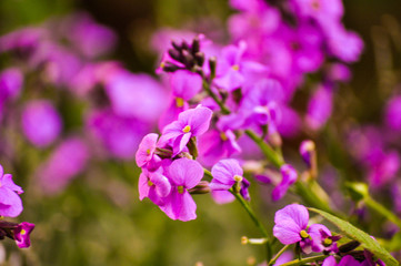 Obraz premium Pink Flowers