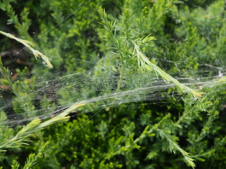 Juniper panorama in a web. Juniper branches chaotically with a different density are braided by a web