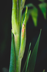 Gladiolus Bud