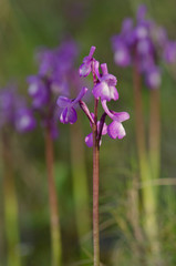 Champagne's orchid , Orchis champagneuxii, Andalusia, Southern Spain.
