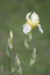 Naklejka na ściany i meble Iris Flower