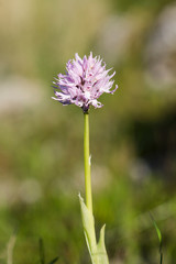 Naked Man Orchid, Orchis italica, Andalusia, Southern Spain.