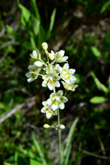 White Wildflowers