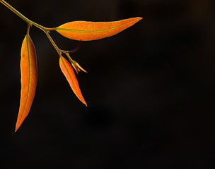 New leaf growth shot with back light over black background