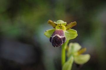 Sombre Bee-orchid, Ophrys fusca subsp. dyris, Andalusia, Southern Spain